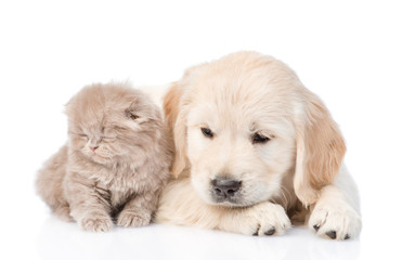 Sad golden retriever puppy and tiny kitten together. isolated on white background