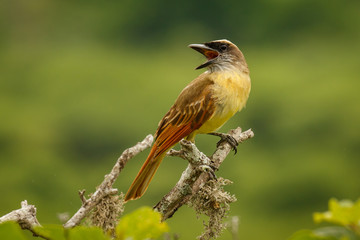 The Golden crowned Flycatcher at the coast of Ecuador
