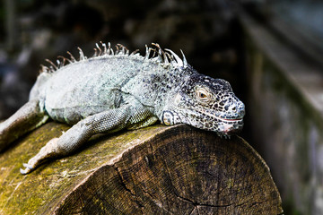 Obraz premium Mexican Iguana