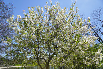 Blooming trees in a park - WASHINGTON, DISTRICT OF COLUMBIA - APRIL 8, 2017