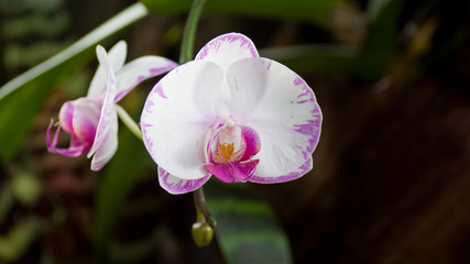 Orchidées blanches et violettes