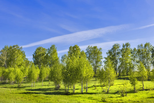 Fototapeta Spring landscape with a young birch grove