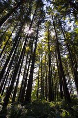 Fototapeta na wymiar Sun rays through slender trunks of trees in forest