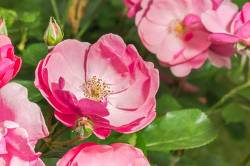 Rosa Buschröschen im Monat Mai