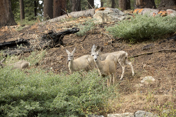 Mule deer herd graze, in the Sequoia National Park forest 