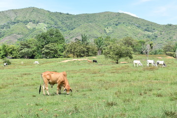 en el prado un ganado 