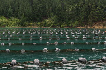 Picton, New Zealand - March 12, 2017: Close shot of hundred floaters holding strings with growing mussels in Hitaua Bay. Green forested mountain background.