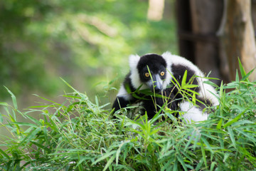 black and white ruffed lemur