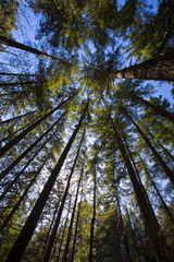Fototapeta premium Trees abut the sky