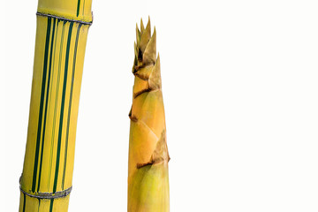 Abstract the similar the bar code of bamboo and bamboo shoot with isolate the white copy space background.The local vegetable and Thailand food.