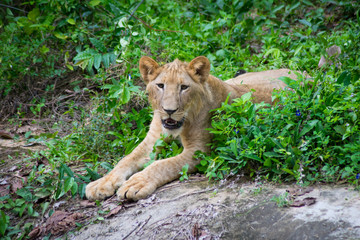 Staring Lion (Panthera leo)