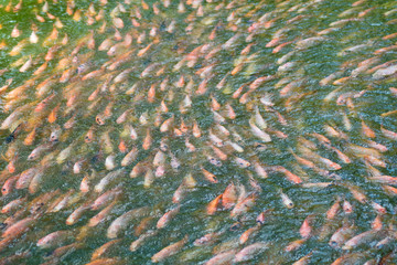 group of color fishes in the pool