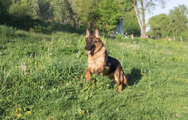 Naklejka premium German shepherd runs in the summer park
