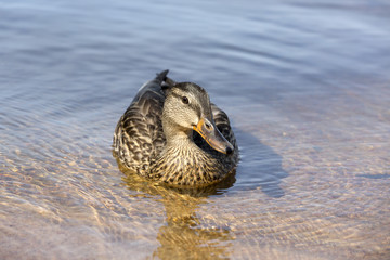 Female Mallard duck, swimming in the lake.