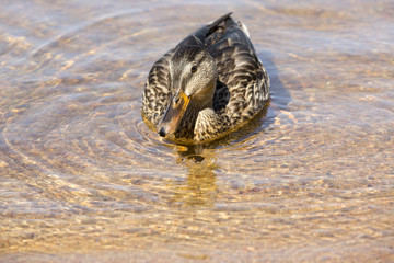 Female Mallard duck, swimming in the lake.
