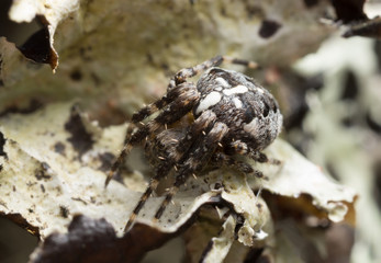 Cross spider, Araneus diadematus on lichen
