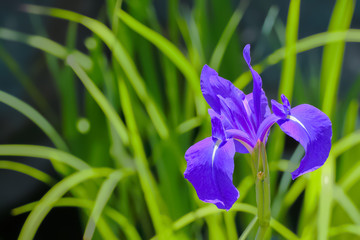 カキツバタの花