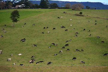 Cows on the roadside