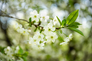 White cherry flowers