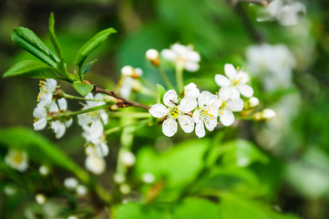 White cherry flowers and the ant