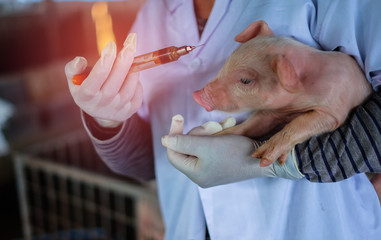 Close up of female veterinarian hands holding injection vaccinated. Swine on blur background. Vets are vaccinating piglet. © krumanop