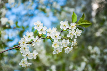 White cherry flowers