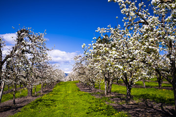 Beautiful blooming white orchard