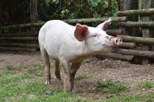 un cerdo de campo
