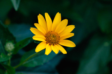 Yellow Flower