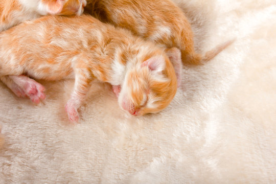 Baby Kitten one day old.Cute little Persian kitten 1 Day Old is Sleeping on soft cozy blanket.