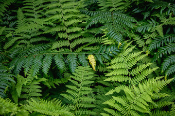 Ferns in Spring