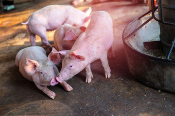 Small piglet in the farm. Group of Pig indoor on a farm yard in Thailand. swine in the stall.