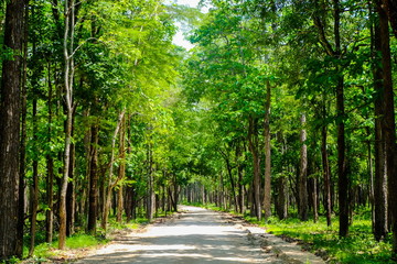 Roadway, Forest and horticulture in Huai Kha Khang National Park at Uthai Thani ,Thailand. (Natural heritage)