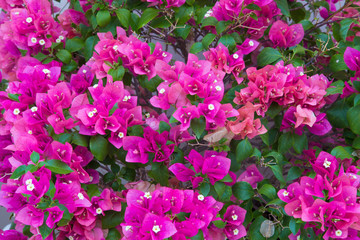 Bouganvillea flowers pattern