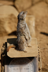 ミーアキャット