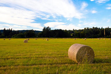 Cylindrical Role-mown hay in the meadow