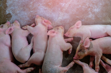 Small piglet in the farm. Pig indoor on a farm yard in Thailand. swine in the stall. Close up eyes and blur.