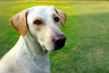 Handsome Dog