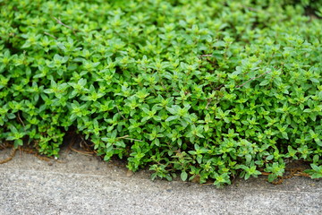 Fototapeta premium Creeping thyme plant growing in the herb garden