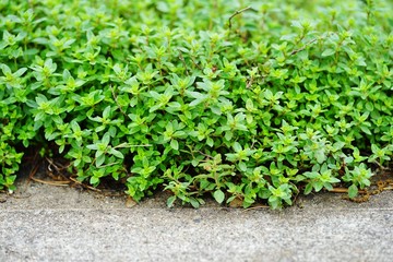 Creeping thyme plant growing in the herb garden