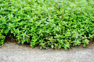 Fototapeta premium Creeping thyme plant growing in the herb garden