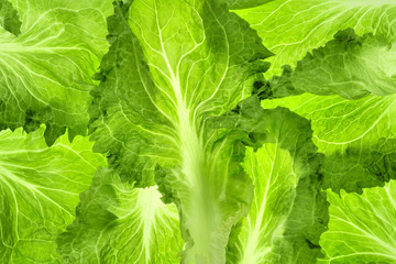 Organic lettuce