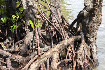 Mangrove roots in Ca Mau, South Vietnam