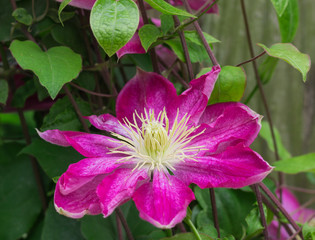 Clematis