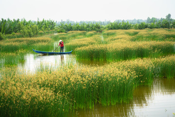 Mekong delta landscape with Vietnamese woman rowing boat on Nang - type of rush tree field, South...