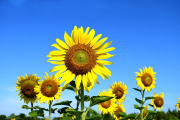 sunflower in sunflowers field on a sunny day with blue sky.