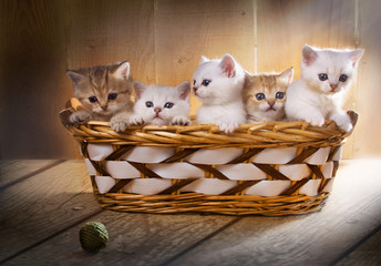 Fototapeta na wymiar Five kittens of British Shorthair breed in the basket