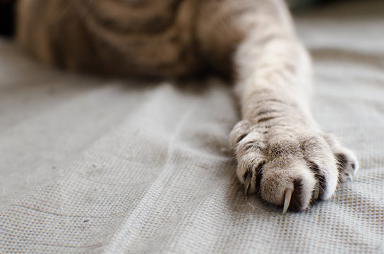 Cat Stretching
