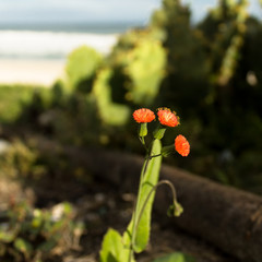 Tiny flower near the beach