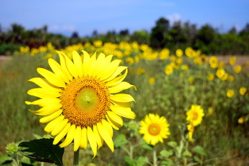 sunflower in sunflowers field on a sunny day with blue sky.